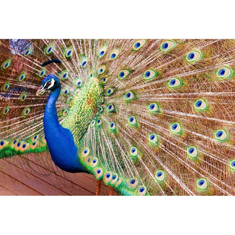 Plume II Gold Ornate Wood Framed Art Print with Double Matting by Singleton, Ashley