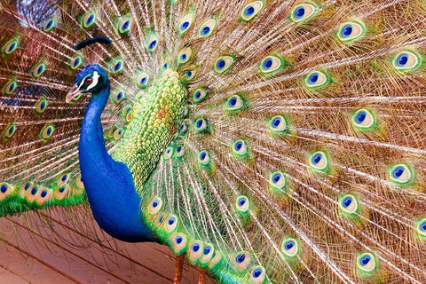 Plume II Black Ornate Wood Framed Art Print with Double Matting by Singleton, Ashley