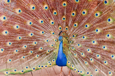 Plume III White Modern Wood Framed Art Print with Double Matting by Singleton, Ashley