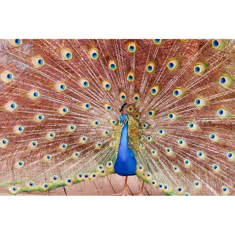 Plume III Gold Ornate Wood Framed Art Print with Double Matting by Singleton, Ashley