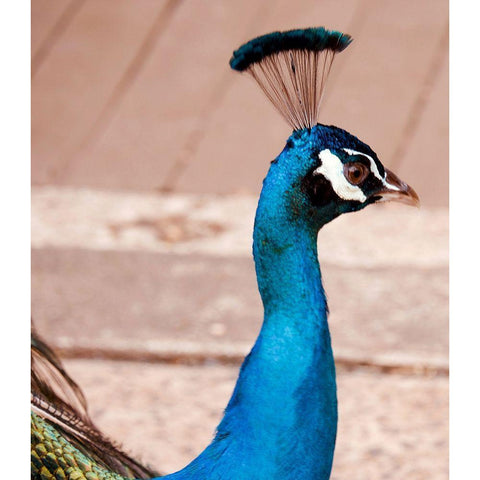 Peacock Black Modern Wood Framed Art Print with Double Matting by Singleton, Ashley