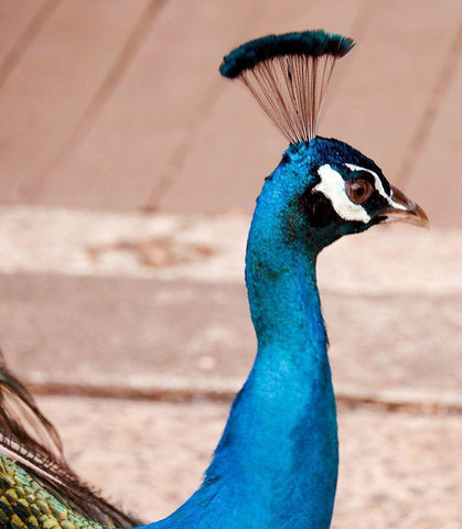 Peacock Black Ornate Wood Framed Art Print with Double Matting by Singleton, Ashley