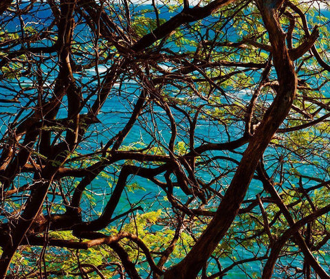 Branches Black Ornate Wood Framed Art Print with Double Matting by Singleton, Ashley