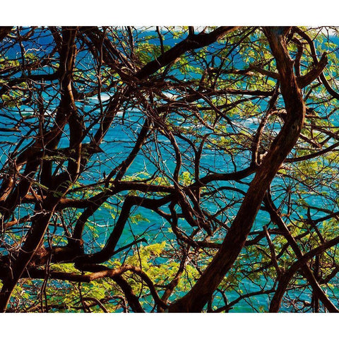 Branches Black Modern Wood Framed Art Print with Double Matting by Singleton, Ashley