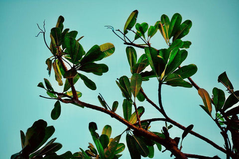 Leaves Black Ornate Wood Framed Art Print with Double Matting by Singleton, Ashley