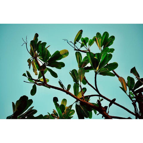 Leaves Black Modern Wood Framed Art Print with Double Matting by Singleton, Ashley