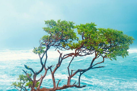 Tropical Trees Black Ornate Wood Framed Art Print with Double Matting by Singleton, Ashley