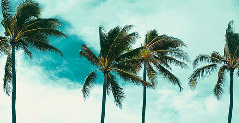 Blue Palms Black Ornate Wood Framed Art Print with Double Matting by Singleton, Ashley