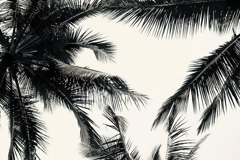 BW Palms Black Ornate Wood Framed Art Print with Double Matting by Singleton, Ashley