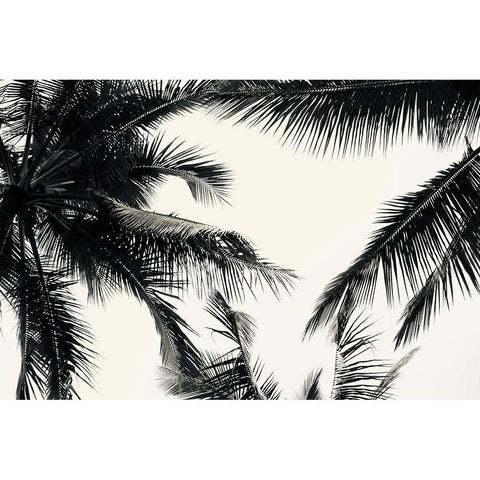 BW Palms Black Modern Wood Framed Art Print by Singleton, Ashley
