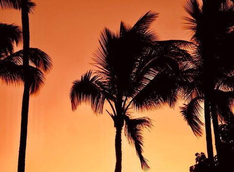 Palms at Sunset Black Ornate Wood Framed Art Print with Double Matting by Singleton, Ashley