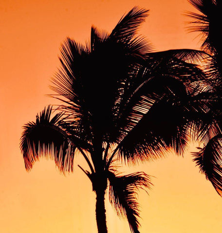 Palms at Sunset II Black Ornate Wood Framed Art Print with Double Matting by Singleton, Ashley