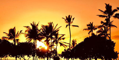 Palms at Sunset III White Modern Wood Framed Art Print with Double Matting by Singleton, Ashley