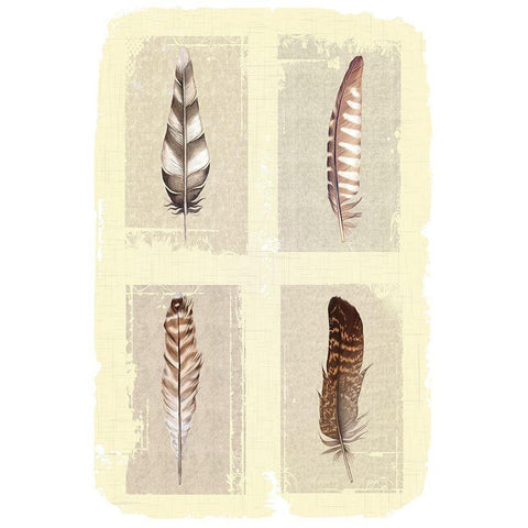 Traditional Figurative Feathers White Modern Wood Framed Art Print by ND Art