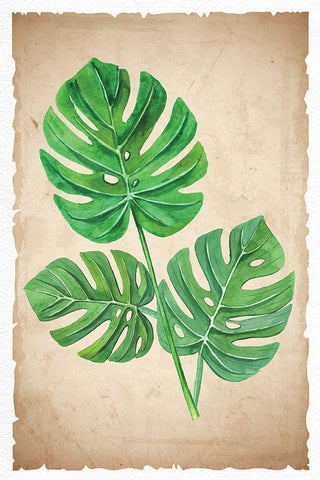 Banana Leaves Black Ornate Wood Framed Art Print with Double Matting by ND Art