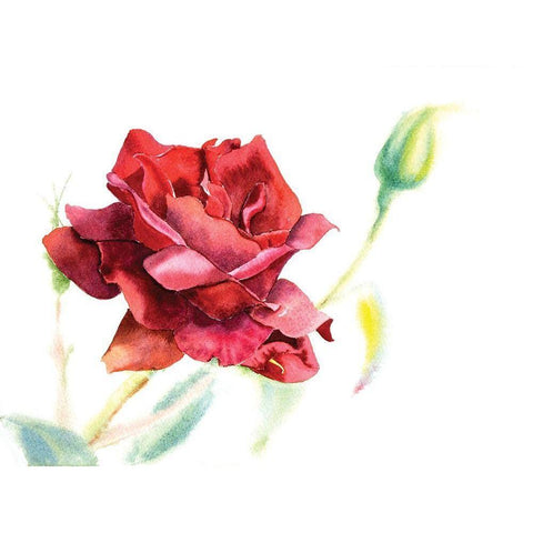 Red Rose White Modern Wood Framed Art Print by Shefranov, Olga