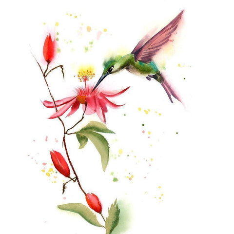 Humming Bird II Black Modern Wood Framed Art Print by Shefranov, Olga