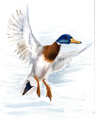 Mallard White Modern Wood Framed Art Print with Double Matting by Shefranov, Olga