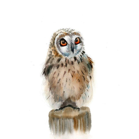 Spotted Owl White Modern Wood Framed Art Print by Shefranov, Olga