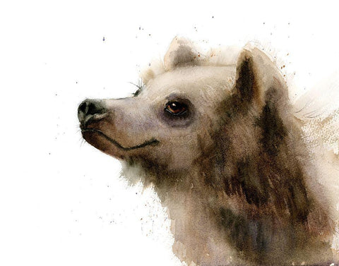 Bear III White Modern Wood Framed Art Print with Double Matting by Shefranov, Olga