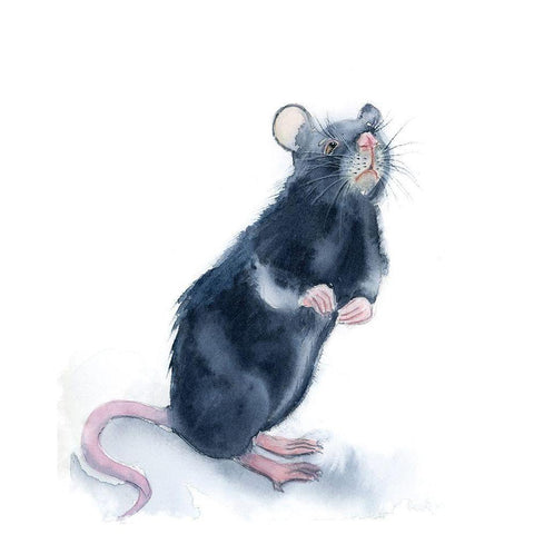 Rat Black Modern Wood Framed Art Print with Double Matting by Shefranov, Olga