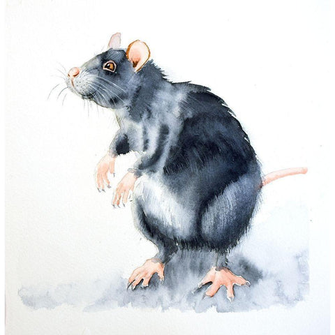Rat II Black Modern Wood Framed Art Print by Shefranov, Olga