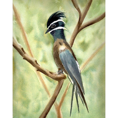 Bird on Branch Black Modern Wood Framed Art Print by Shefranov, Olga