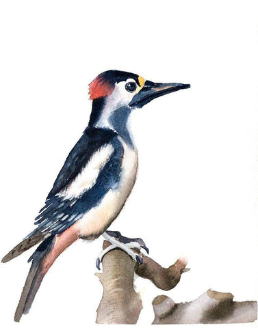 Black Beak White Modern Wood Framed Art Print with Double Matting by Shefranov, Olga