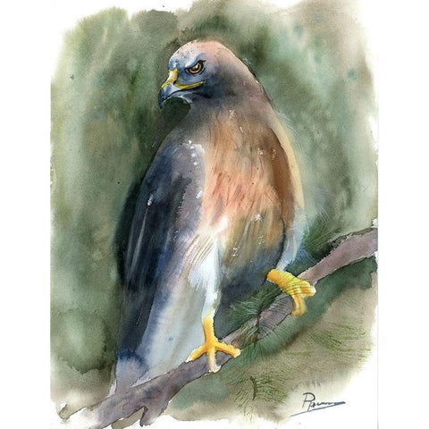 Hawk Black Modern Wood Framed Art Print by Shefranov, Olga