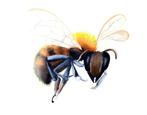 Bee Black Ornate Wood Framed Art Print with Double Matting by Shefranov, Olga