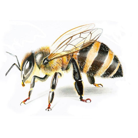 Bee II Black Modern Wood Framed Art Print with Double Matting by Shefranov, Olga