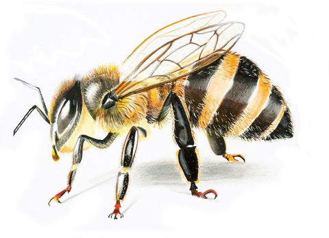 Bee II Black Ornate Wood Framed Art Print with Double Matting by Shefranov, Olga