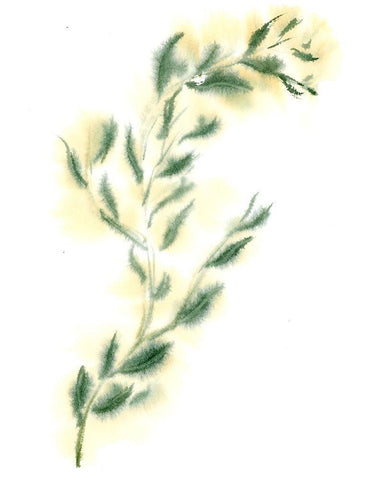 Vine III White Modern Wood Framed Art Print with Double Matting by Shefranov, Olga