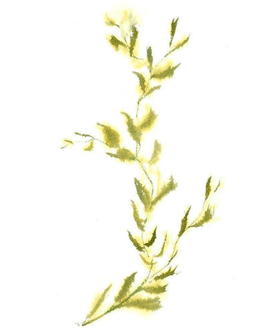 Vine IV White Modern Wood Framed Art Print with Double Matting by Shefranov, Olga