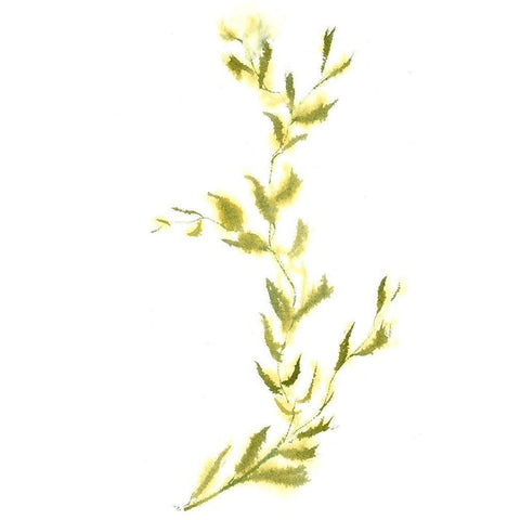 Vine IV White Modern Wood Framed Art Print by Shefranov, Olga