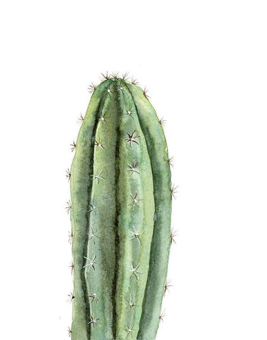 Cactus III White Modern Wood Framed Art Print with Double Matting by Shefranov, Olga