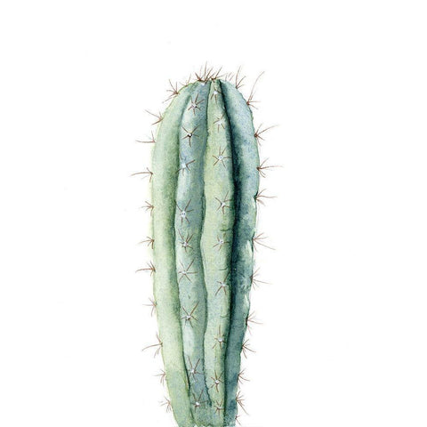 Cactus IV Black Modern Wood Framed Art Print with Double Matting by Shefranov, Olga