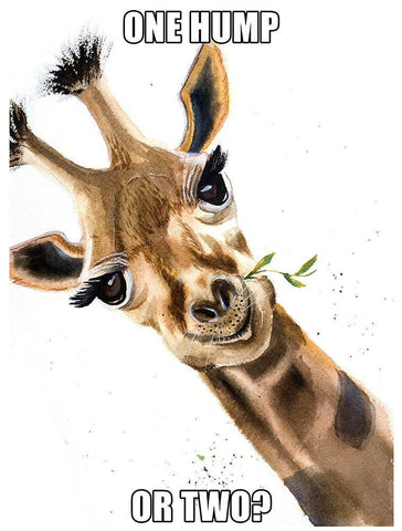 One Hump or Two White Modern Wood Framed Art Print with Double Matting by Shefranov, Olga