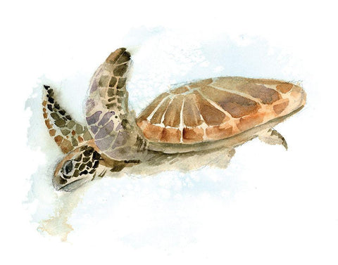 Turtle White Modern Wood Framed Art Print with Double Matting by Shefranov, Olga