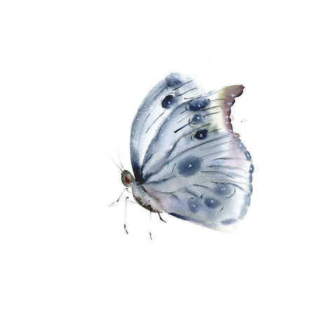 Delicate Wings I Black Modern Wood Framed Art Print with Double Matting by Shefranov, Olga