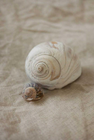 Shells I White Modern Wood Framed Art Print with Double Matting by P.S. Art Studios