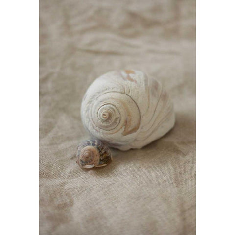 Shells I White Modern Wood Framed Art Print by P.S. Art Studios