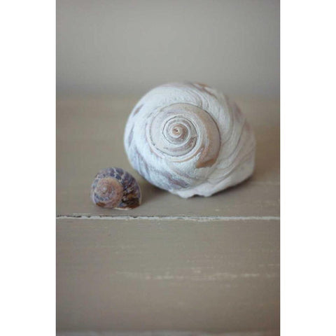 Shells on Beige I Black Modern Wood Framed Art Print with Double Matting by P.S. Art Studios