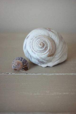 Shells on Beige I Black Ornate Wood Framed Art Print with Double Matting by P.S. Art Studios