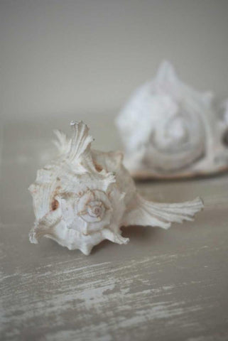 Shell Duo White Modern Wood Framed Art Print with Double Matting by P.S. Art Studios