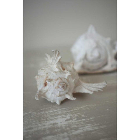 Shell Duo White Modern Wood Framed Art Print by P.S. Art Studios