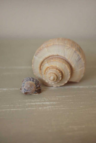 Shells on Beige III Black Ornate Wood Framed Art Print with Double Matting by P.S. Art Studios