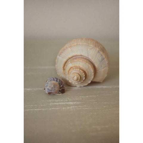 Shells on Beige III White Modern Wood Framed Art Print by P.S. Art Studios