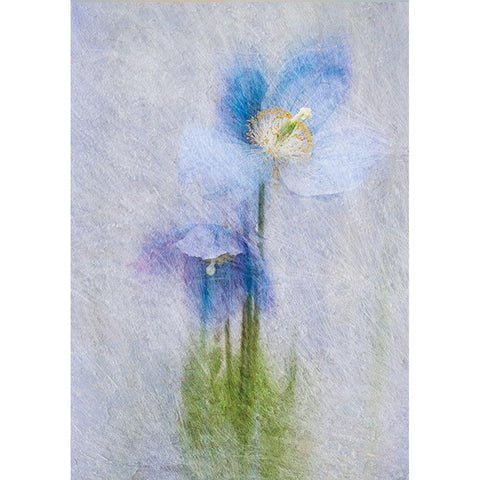 Violet Flowers Black Modern Wood Framed Art Print by P.S. Art