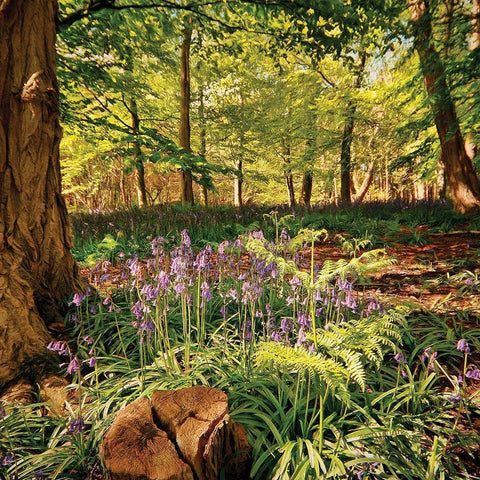 Forest Black Ornate Wood Framed Art Print with Double Matting by P.S. Art